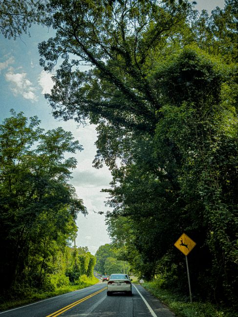 A straight, ascending residential street with a narrow, paved road stretching between green, tree-lined verges on both sides. The road is marked with yellow dashed lines in the center and white edge l